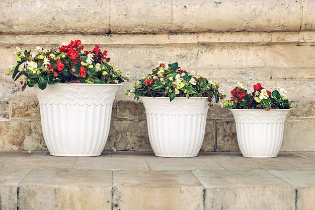 Flowers in white pots on the marble wall background