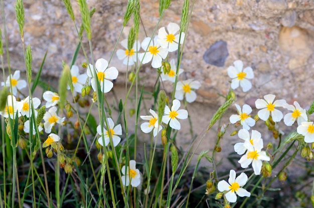 春のホワイト・ロックローズ (Helianthemum apenninum) の花