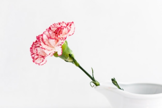 Flowers on white