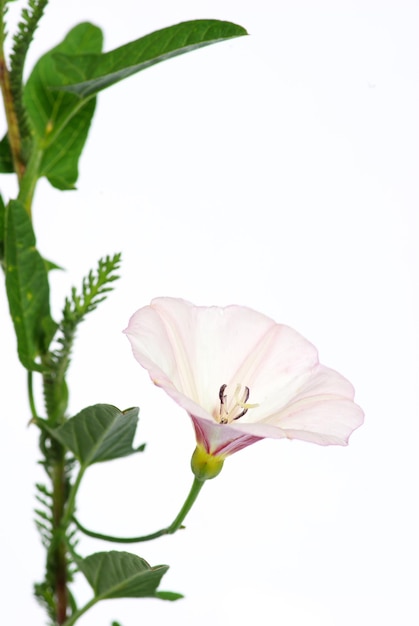 Flowers on white