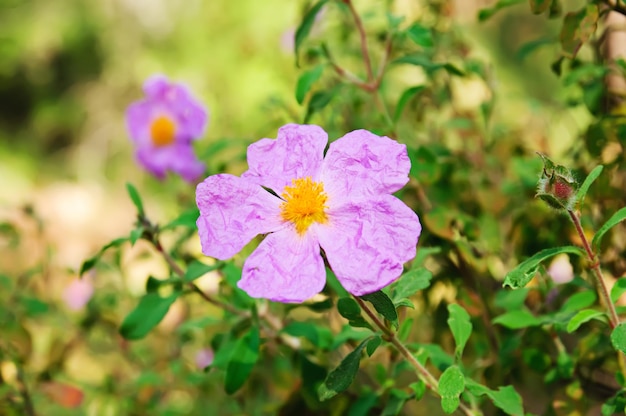 Flowers of wild dogrose rosehip growing in nature