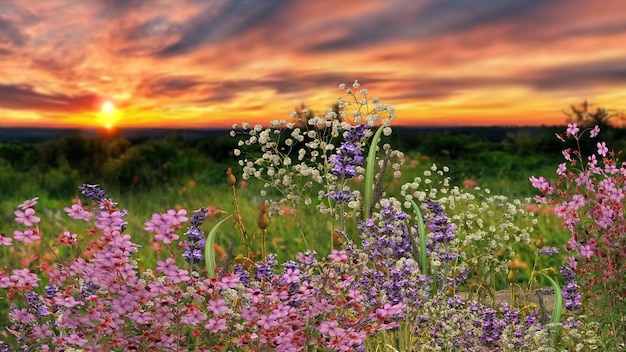 flowers on wild field at sunset  dramatic clouds on sky summer  background template banner