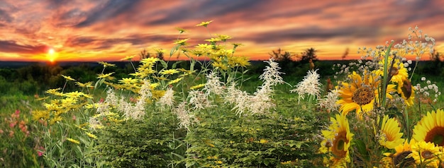 flowers on wild field at sunset  dramatic clouds on sky summer  background template banner