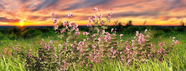 flowers on wild field at sunset  dramatic clouds on sky summer  background template banner