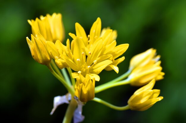 Flowers of a wild garlic Allium moly