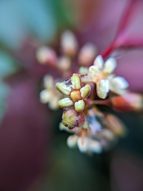 Flowers of wild grapes closeup