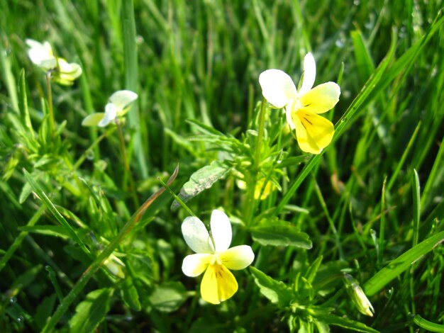 The flowers of wild pansies