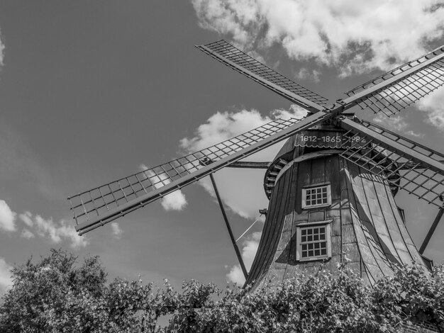 Flowers and Windmill