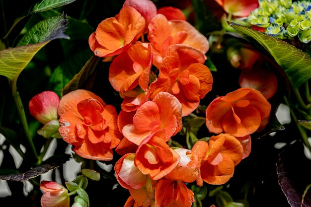 Photo flowers in a window box