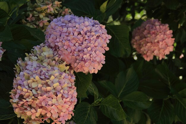 Flowers at a winery at Santa Cruz Chile