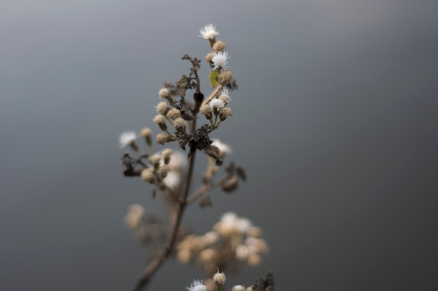 Photo flowers in winter