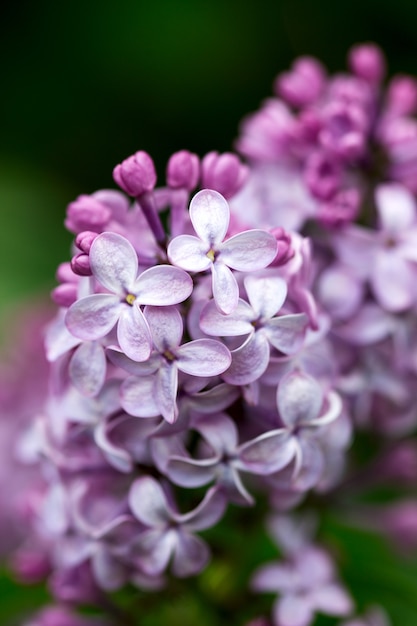 ライラックの枝に5つまたは3つの花びらを持つ花。幸運の兆候です。