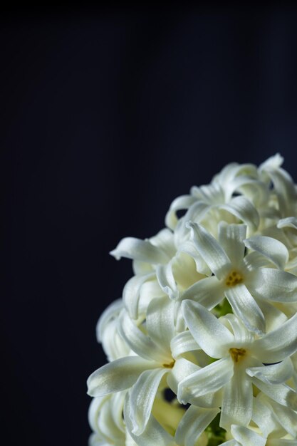 Flowers with long petals macro. The blooming hyacinth is close