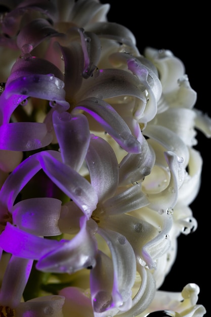 Фото Цветы с длинным макросом лепестков. цветущий гиацинт близко