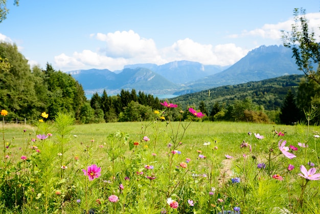 Flowers with mountains in the background