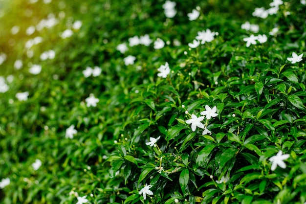 自然の緑の背景と花。