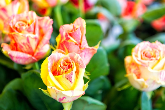 Flowers with pink and yellow buds. Roses in garden on blurred green background. Spring or summer concept. Nature and gardening. Bloom and blossoming.