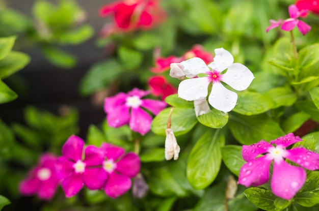 Flowers with rain drops in garden, soft focus. West indian periwinkle, Catharanthus roseus, Vinca flower, Bringht Eye