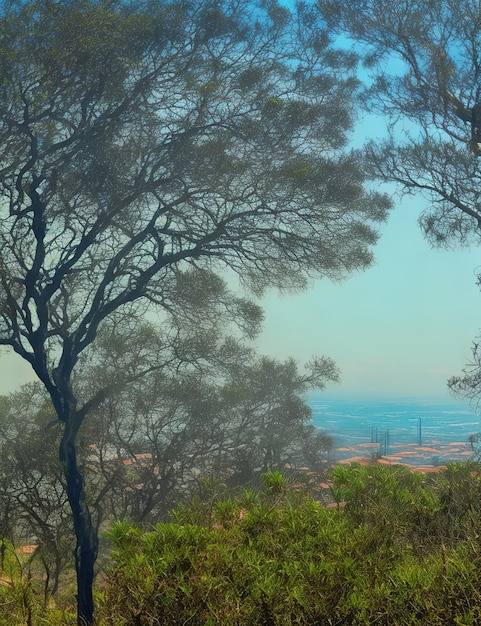 Foto fiori con diversi alberi con una città sullo sfondo