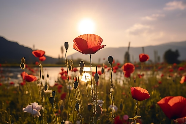 開花した赤いケシの後ろに太陽が隠れた花