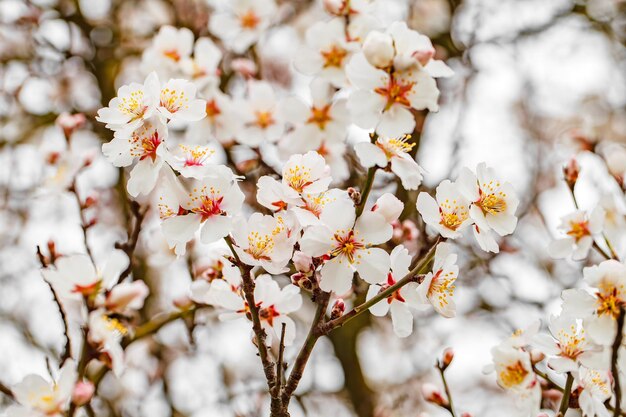 Flowers with white petals on tree branches in spring selective focus