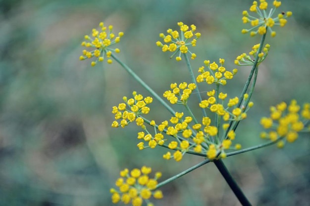 黄色の花