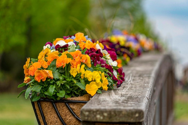 Flowers on wooden bridge