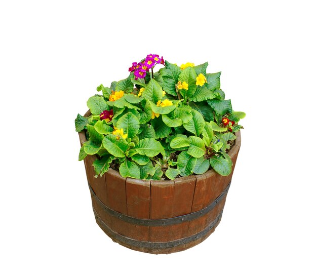 Flowers in wooden pot