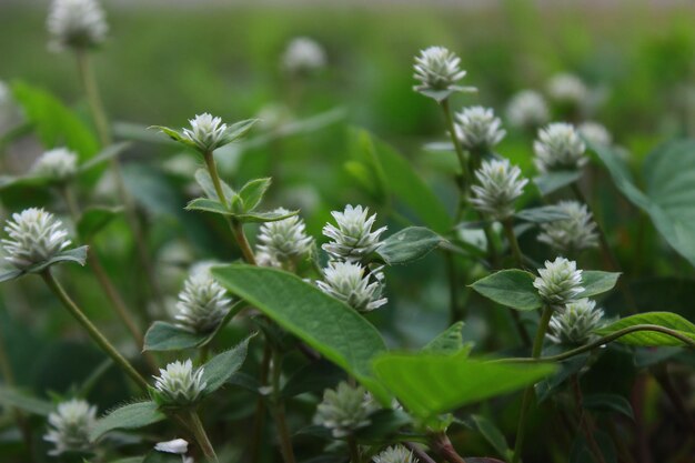 The flowers in the yard bloom in the rainy season