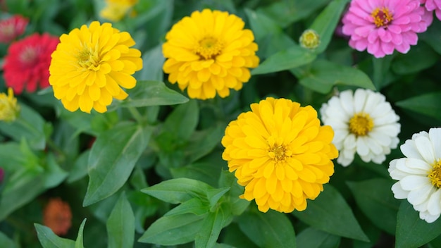 庭の黄色の一年生ダリアの花