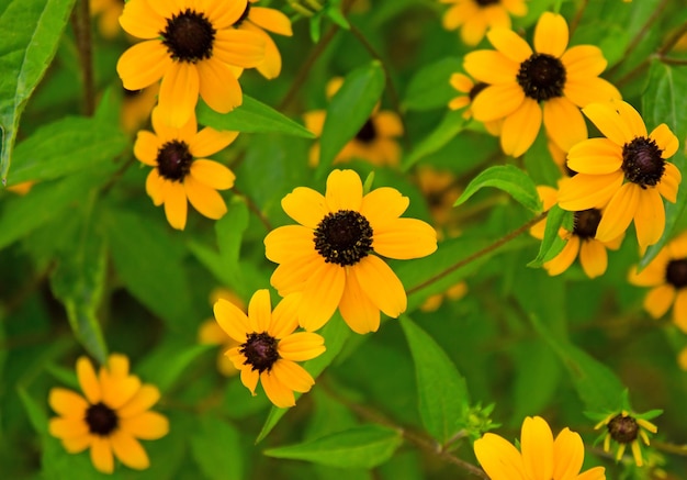 花の黄色の背景