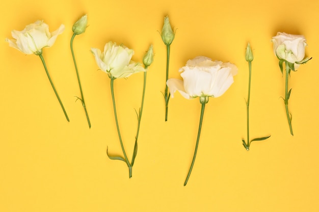 Flowers on a yellow background.