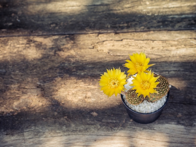 Flowers yellow blooming of Cactus 