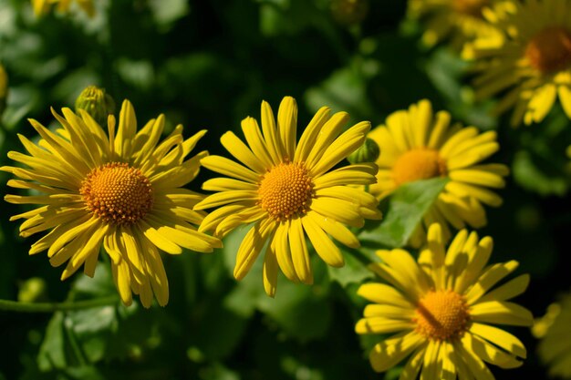 Flowers of yellow chamomileNatural background