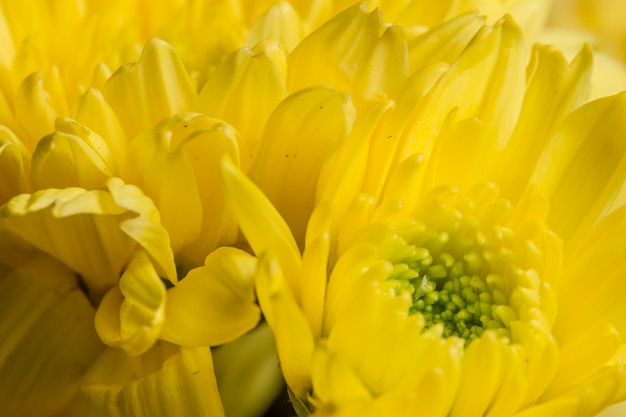 Flowers yellow chrysanthemums