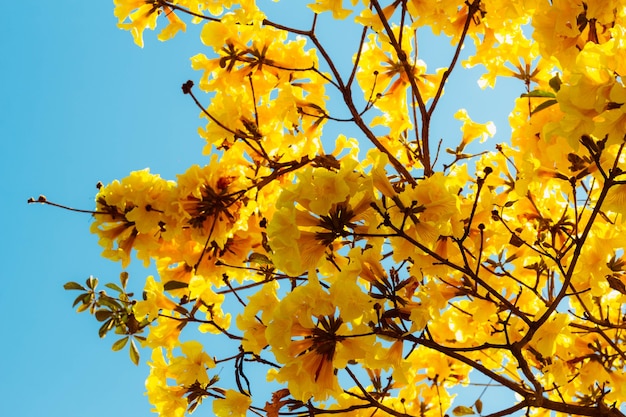 黄色いイペの花Handroanthus属の木の一種です