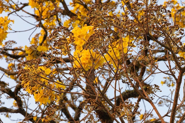 브라질에서 매우 잘 알려진 노란색 ipe의 꽃 과학적 이름 Handroanthus albus 선택적 초점xDxA