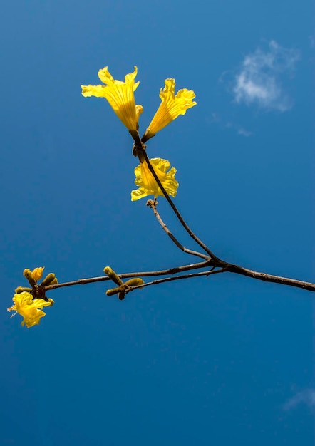 黄色いラパチョの花