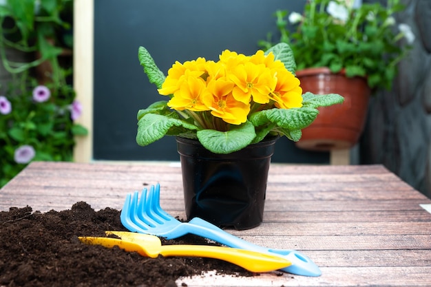 Flowers yellow primula and garden tools concept gardening\
harmony and beauty