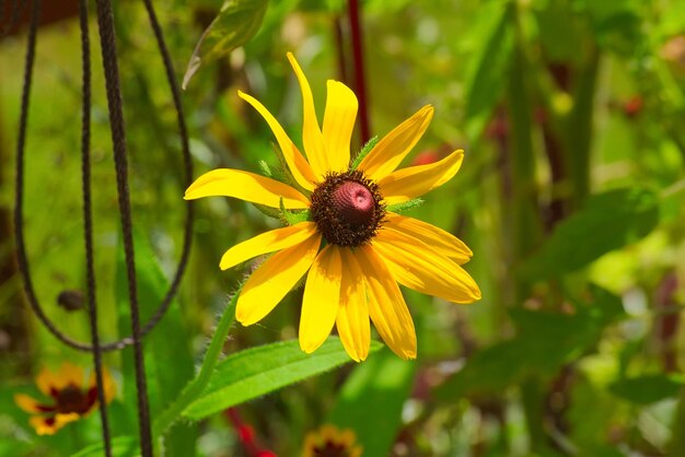 Flowers yellow and purple