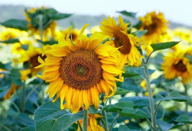 Flowers of yellow sunflowers closeup