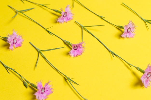 Flowers on yellow 