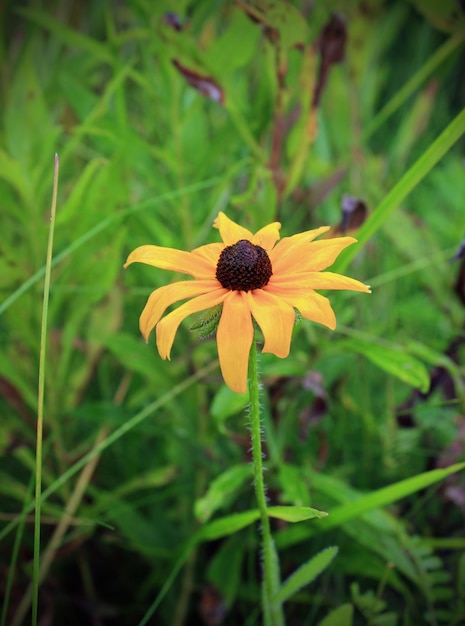 Photo flowers