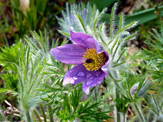 Photo flowers