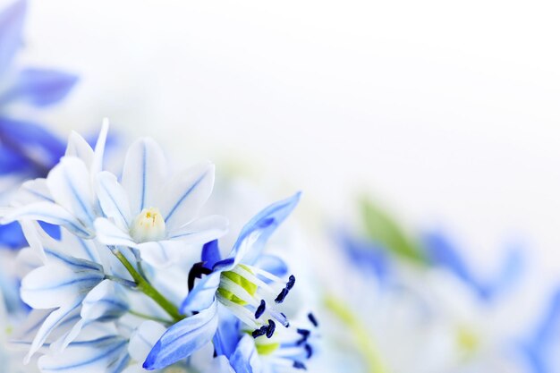 写真 花の花