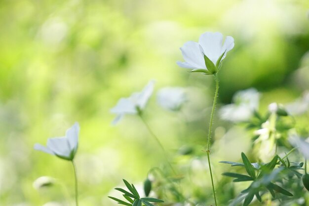 Flowers