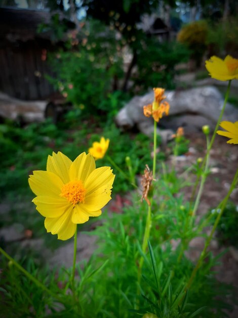 Flowers