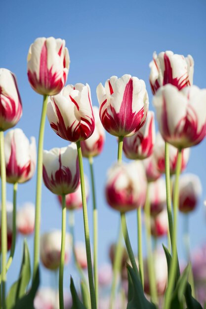 写真 花の花