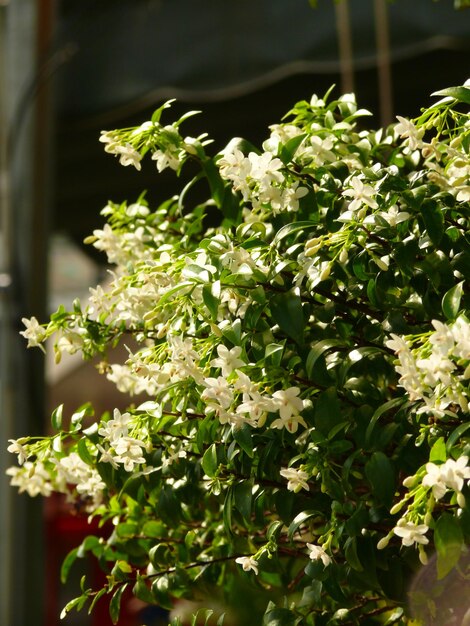 写真 花の花