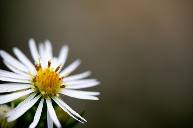 写真 花